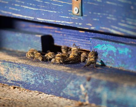 Bienen